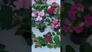 #macrophylla