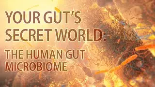 Human gut microbiome | microbiome animation | 