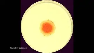 Blob - Music OSSEMENT