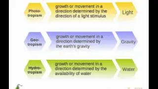 Responding to the environment - plant hormones