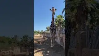 #WOW