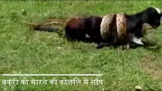 सावधान - बकरी को मारने की कोशिश में सबसे जहरीले और खतरनाक साँप