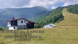 Петровден 2024 г  в Априлци, част 2. Да спасим животновъдството и Балкана!