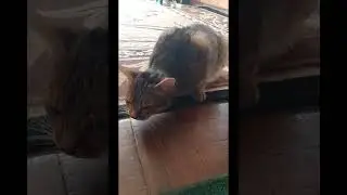 ЧТО с кошкой? Кто знает... 