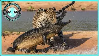 ABSOLUTELY MIND BLOWING - Crocodile Attack Failed Become Prey