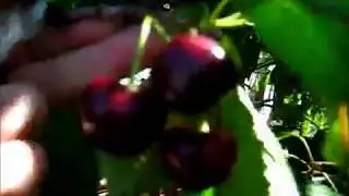 Обнаглели до предела бронзовки  .