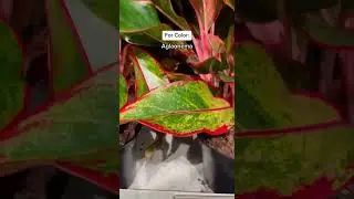 Your Winter Plant Guide! 