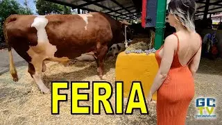 🐮Los mejores animales de Gran Canaria 🐐Feria de ganado selecto del Cabildo 🐄1.149 reses
