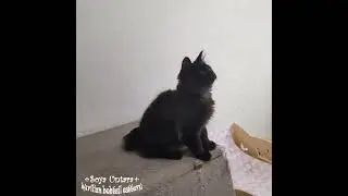 Котята курильский бобтейл.