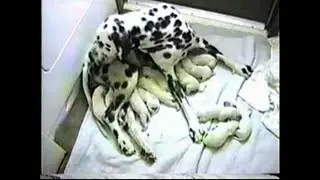 Birth of 14 Dalmatian Pups