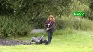Cocker Spaniels, their nature and character.