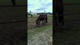 Конный двор