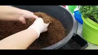 🌺🌺🌺Калибрахоа капризничает при укоренении? 🤔Все исправим и порадуемся отличному результату!🌺🌺🌺