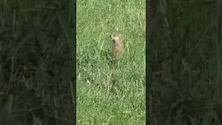 Headshot! #huntshootlive #huntlife #pestcontrol #groundhoghunting #groundhogs #hunting #hunt
