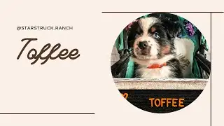Toffee
