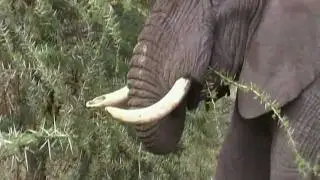 African Elephant - Tanzania