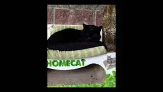 Британского котика выбросили на улицу с его домиком, но позже и домик кто-то утащил.