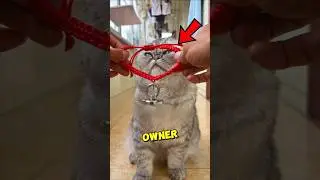 This Cat FOUND Himself a Girlfriend 😹💓 