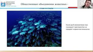 Проект ЭКОзабота от 14 апреля 2021 г. Общественные объединения животных — стаи и стада.