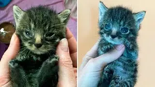 The little kitten was very weak, but still continued to fight!