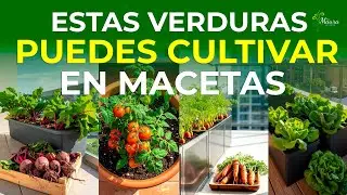 15 Easy Vegetables to Grow in Pots or Containers | Home Gardening for Beginners