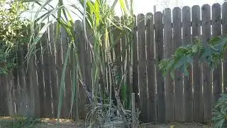Sugarcane: How it's grown and propagated