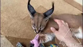 Каракал мальчик