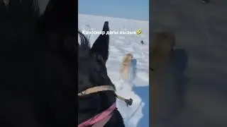 Кансонардагы iзге тусу😂 #тазы #казакстан #айфон#тобет#алабай