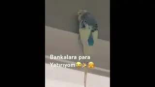 Paşamın işi çok bankalara para yatırıyormuş😂😂😂😂😂