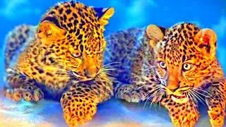 Winter stories about animals leopards. Cartoons about animals for kids