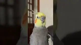 #animals