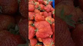 Гигант кулпунойлар