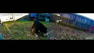 Go Dogs Go actually her name is Saga