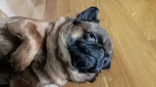 Брабансону Бруно 3 года.🐶🎂
