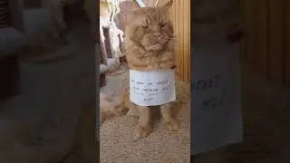 Кот Джокер, Мейн кун. Главный в доме, это кот!