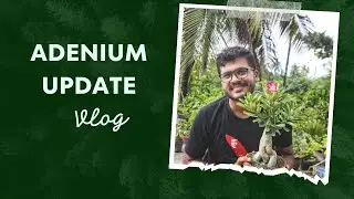 Adenium Care in the Flowering Seasson. (with update)