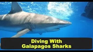 Diving with Galapagos Sharks in Oahu