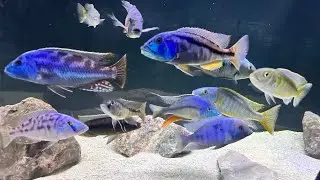 300 gallon predator hap tank update beautiful giant African cichlids