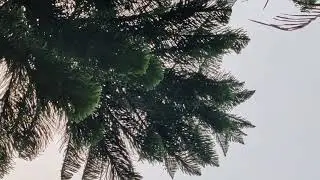 Natural Sound and scene in the village morning | Bird Sound | Trees | Forest