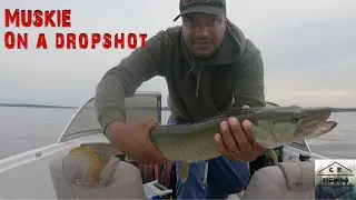 Caught a Muskie on a drop shot