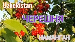 Uzbekistan УЗБЕКСКАЯ ЧЕРЕШНЯ    НАМАНГАН
