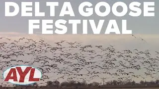 Delta Snow Goose Festival