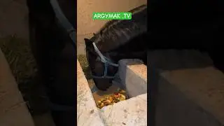 Ат алганга! Ат бакканга,Ат чапканга ниет кылайлы!