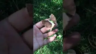 ❗Грибы в Турции нашли меня🍄 09.09.2024 г. Кемер. Турция❗ #shorts #short #shortsvideo #nature #грибы