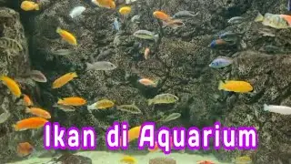Ikan di Aquarium || Lagu anak Indonesia