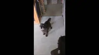 Sweetie the Schoodle barking for dinner