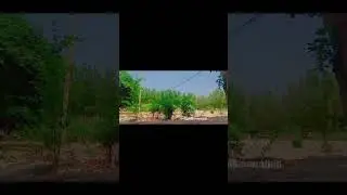 Perdes katenda |Adnan Dhool| #whatsappstatus #sad #status #shorts #music #foryou