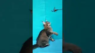 Черный тикированный котик мейн-кун #мейнкун #котенок#домашниеживотные #kitten #mainecoon #