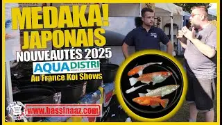 Japanese Medaka – New for 2025 Aquadistri at France Koi Shows | Garden Pond & Fish