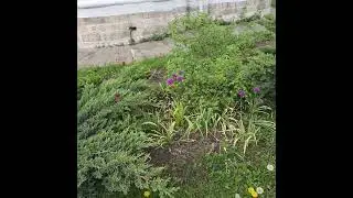 Коты и вороны. храм Благовещения в Мытищах 